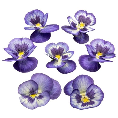 Виола обезвоженная "Синяя бездна" Объёмная 15 шт 